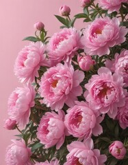 Obraz premium Dense cluster of pink peonies, soft pink backdrop, floral backdrop, flowers