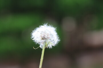 dandelion seed head
