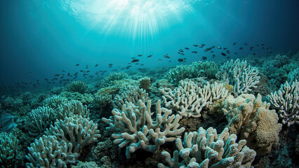 Obraz premium Sunlight beams over a colorful underwater coral reef with various marine life