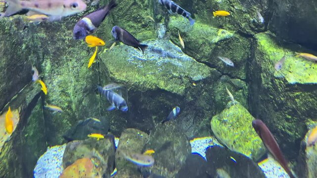 Underwater Colorful Tropical Fishes. Tropical underwater sea fishes. Underwater fish reef marine. Tropical colorful seascape. Underwater reef. Reef coral scene. Coral garden seascape. High quality 4k