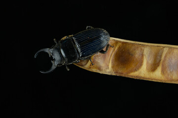 Stag beetle with  large jaws resting on seed pod Asia