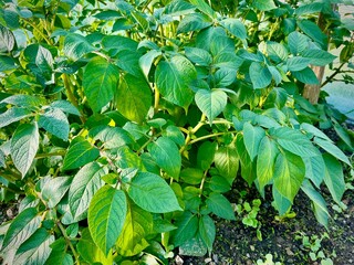 green leaves background
