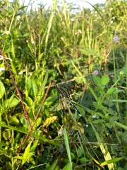 dragonfly on a branch of a tree