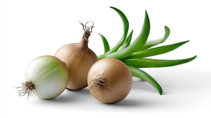 Realistic Onions on Plan white Background