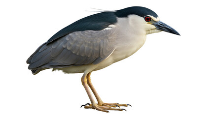 Obraz premium Black-Crowned Night Heron Standing at Water’s Edge
