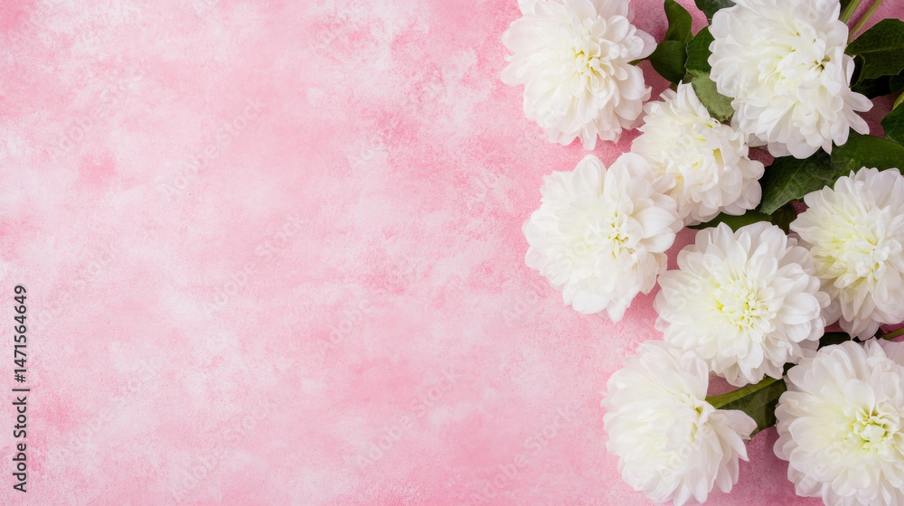 Poster white dahlias arranged on a pink textured background, creating a delicate and elegant floral composi