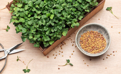 Fresh microgreens growing in wooden box with seeds and scissors