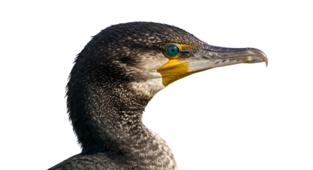 Double-Crested Cormorant in Coastal Wetland