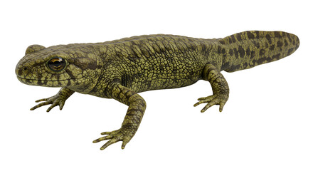 Fototapeta premium Iberian Ribbed Newt in Rocky Stream