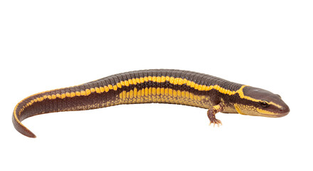 Common Yellow-Banded Caecilian Burrowing in Soil
