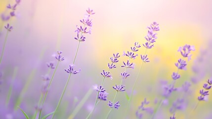 Lavender field with soft light, and summer.