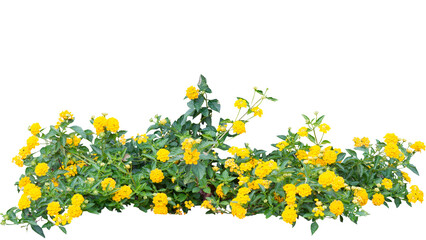 Yellow Flowers on transparent background.