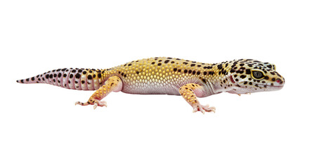 Leopard Gecko on Desert Rock