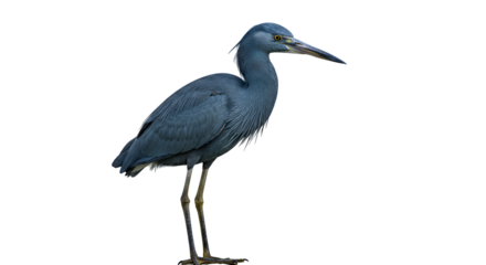 Little Blue Heron Hunting in Shallow Marsh