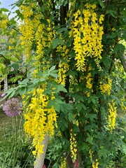 豊かな黄花藤。あしかがフラワーパークにて。