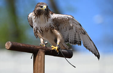 Red-tailed hawk falconry