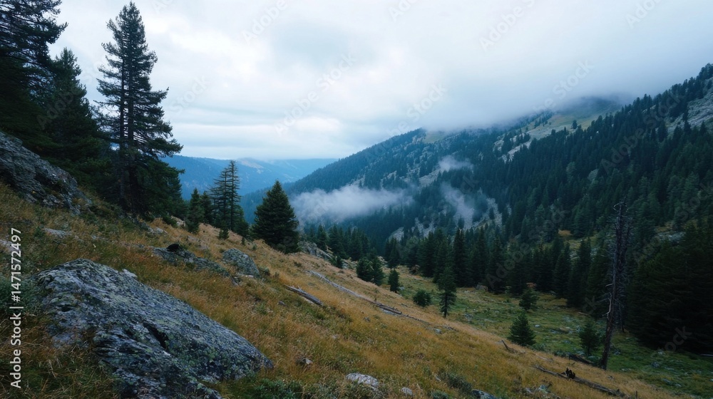 Aufkleber misty mountain valley with coniferous forest, showcasing a serene landscape of tall evergreen trees 