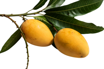 Marian plum fruit on tree, ripe marian plum, tropical fruit, healthy food diet