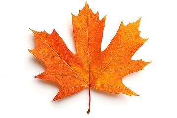 Obraz premium Orange and Red Maple Leaf on White Background
