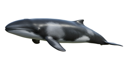 Common Minke Whale Surfacing in Open Sea