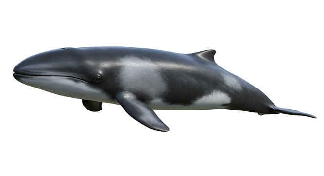 Common Minke Whale Surfacing in Open Sea