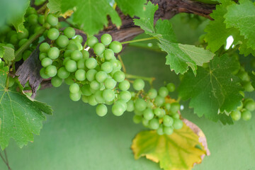 Close-up  cluster on vine in the vineyar, Bunch on a vine waiting to be picked, Green grape for fresh food green salad, Green grape garden in the central of Thailand,Fresh green grape for good winery