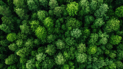 Naklejka premium Aerial view of a lush, green forest canopy, showcasing dense treetops in various shades of green, creating a textured natural pattern. : Generative AI