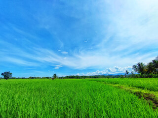 Green field and blue sky