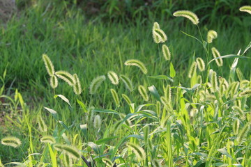 green grass in the wind