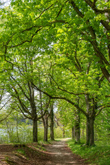 Weg durch eine Allee mit Kastanien im Frühling, Tutzing, Bayern, Deutschland, Europa