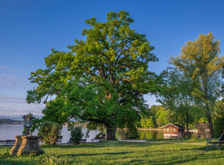 Bleicherpark am Starnberger See im Morgenlicht, Tutzing, Bayern, Deutschland, Europa
