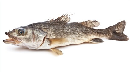 Fototapeta premium Fish market isolated on white background
