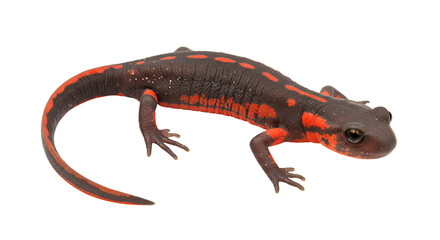 Fototapeta premium Red-Backed Salamander on Mossy Log