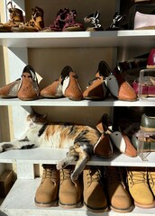 A calico cat relaxes on a shelf surrounded by elegant leather shoes in a shop located in Goreme, Cappadocia. The warm sun illuminates the scene, enhancing the cozy atmosphere