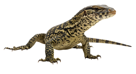 Savannah Monitor Scaling Acacia Trunk