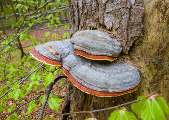 Zunderschwamm (Fomes fomentarius) an einem Baumstamm im Wald