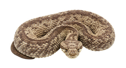 Fototapeta premium Puff Adder Coiled on Sandy Soil