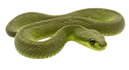 Boomslang Gliding Through Tree Canopy