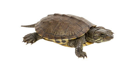 Florida Softshell Turtle Basking Near Water