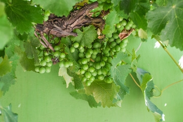 Close-up  cluster on vine in the vineyar, Bunch on a vine waiting to be picked, Green grape for...