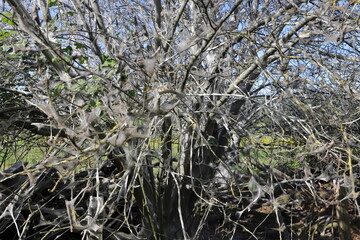 Bagworms cover trees and shrubs with a silvery covering