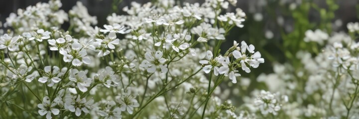 Delicate gypsophila blooms, tiny white petals, close-up view ,  fragile,  white flowers,  wispy