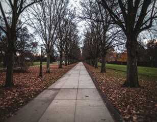 Obraz premium Serene Pathway Among Bare Trees in Autumn Park Landscape