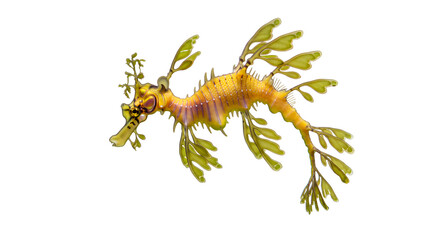 Weedy Sea Dragon Floating in Kelp Forest