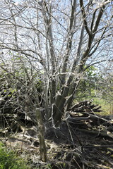Bagworms cover trees and shrubs with a silvery covering