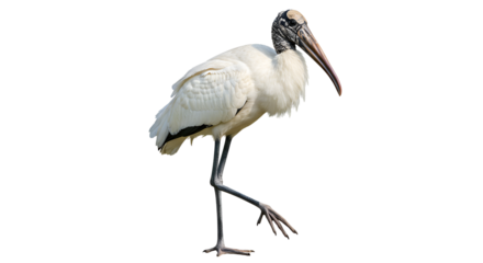 Wood Stork Wading Through Shallow Water