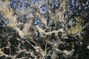 Bagworms cover trees and shrubs with a silvery covering
