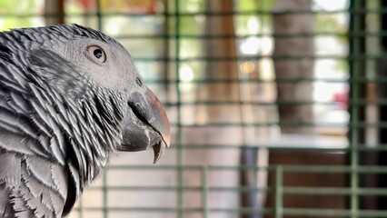 A curious gray parrot looks out from its cage in Goreme, Cappadocia. The afternoon sun filters...