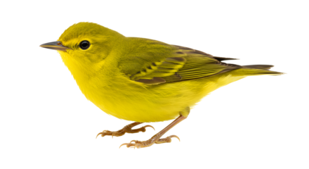 Yellow Warbler Perched on Branch