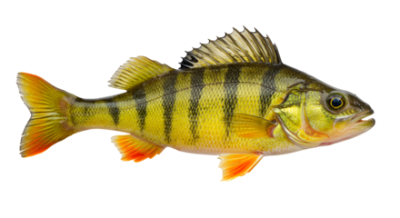 Yellow Perch Swimming Near Lake Bottom